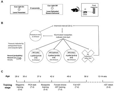 Propensity for risky choices despite lower cue reactivity in adolescent rats
